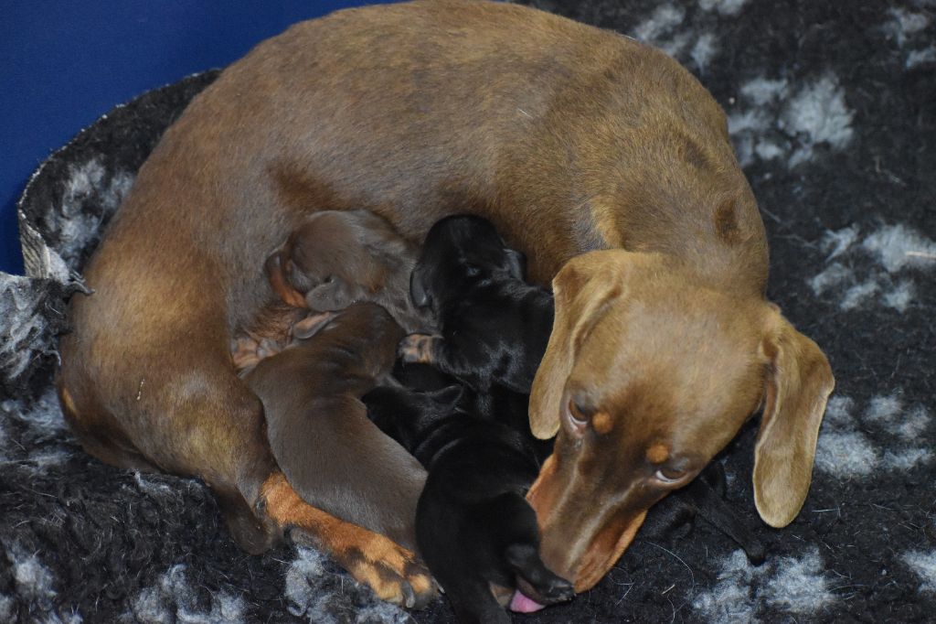 Chiot Teckel poil ras Du Moulin Sault