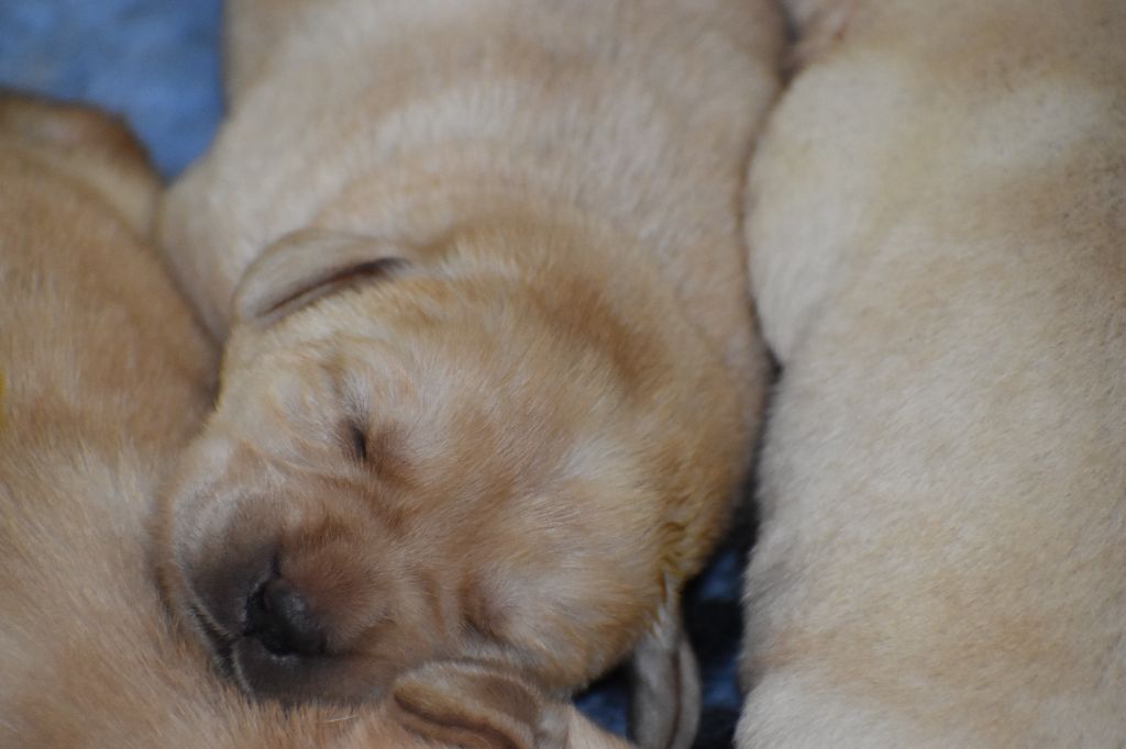 Du Moulin Sault - Chiots disponibles - Labrador Retriever