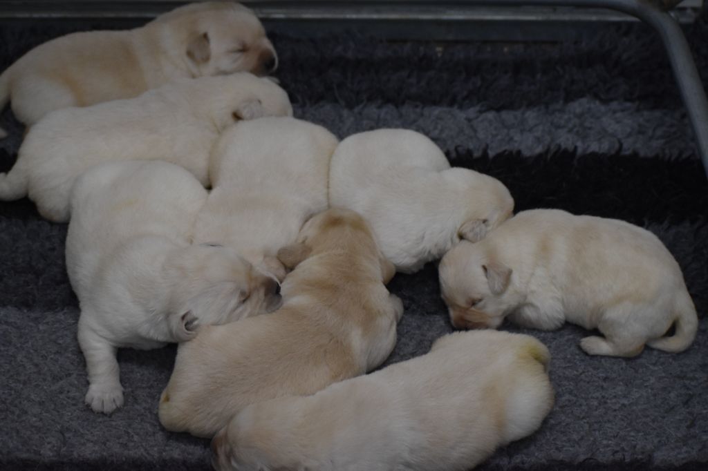 Du Moulin Sault - Chiots disponibles - Labrador Retriever