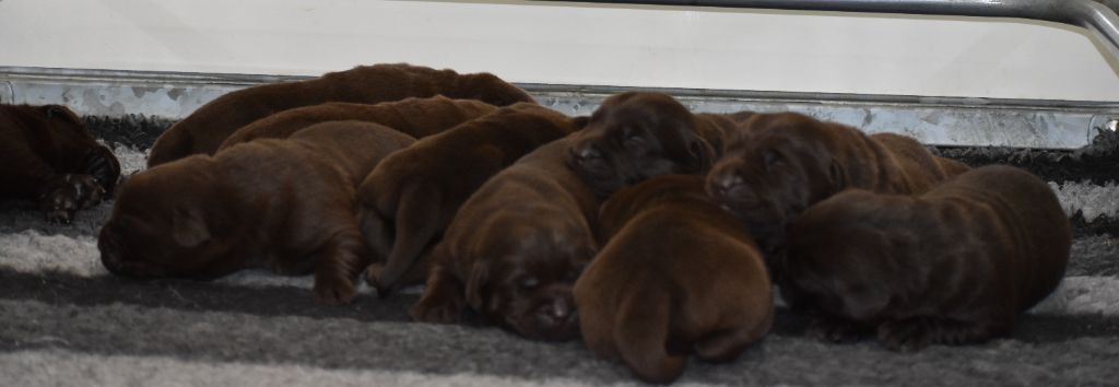Du Moulin Sault - Chiots disponibles - Labrador Retriever