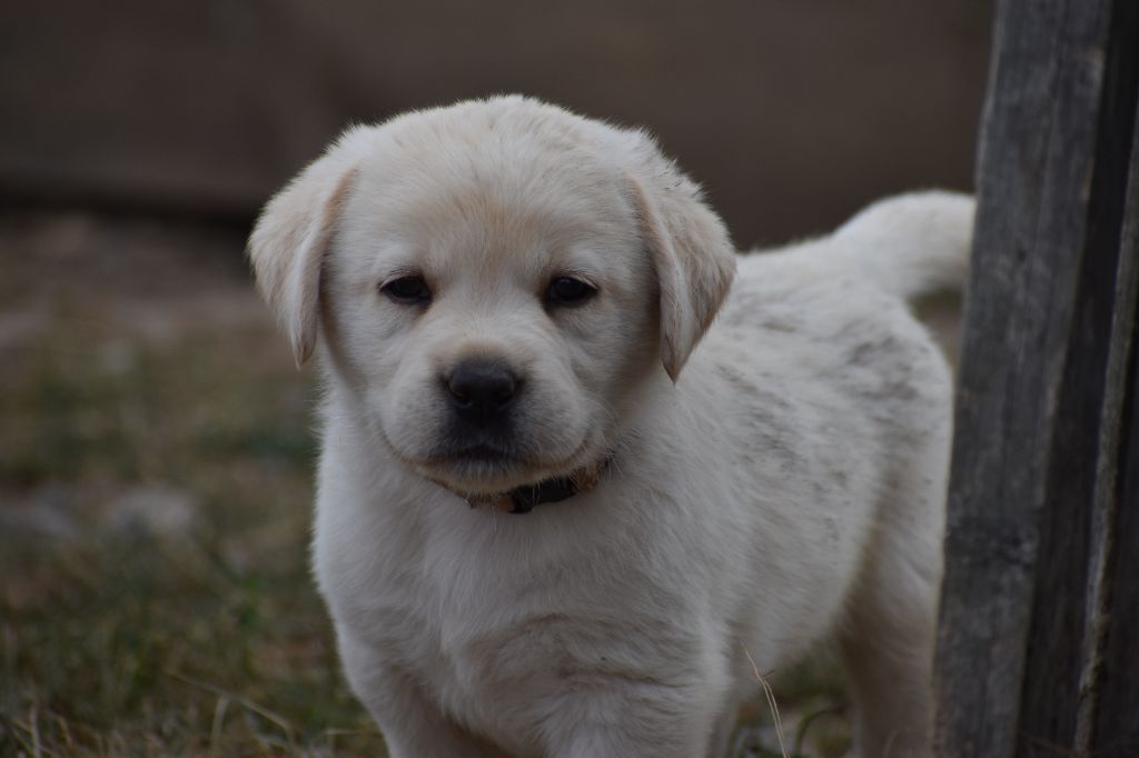 Du Moulin Sault - Chiots disponibles - Labrador Retriever