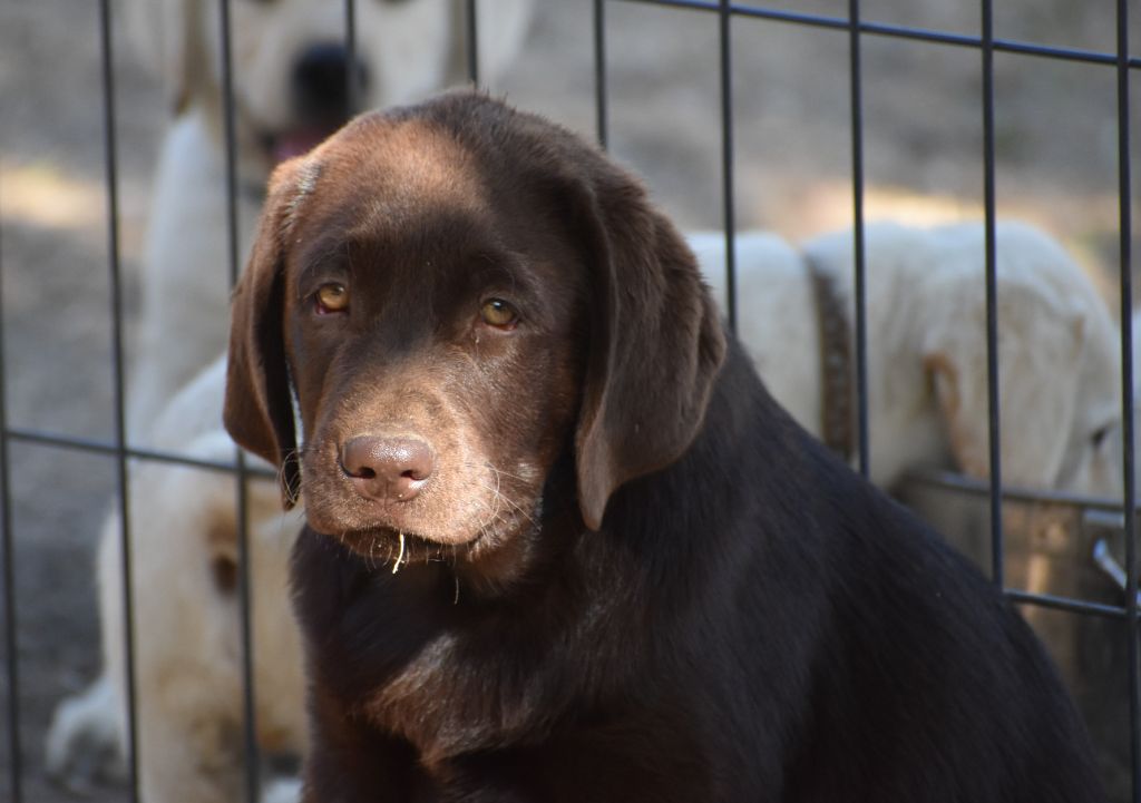 Du Moulin Sault - Chiots disponibles - Labrador Retriever