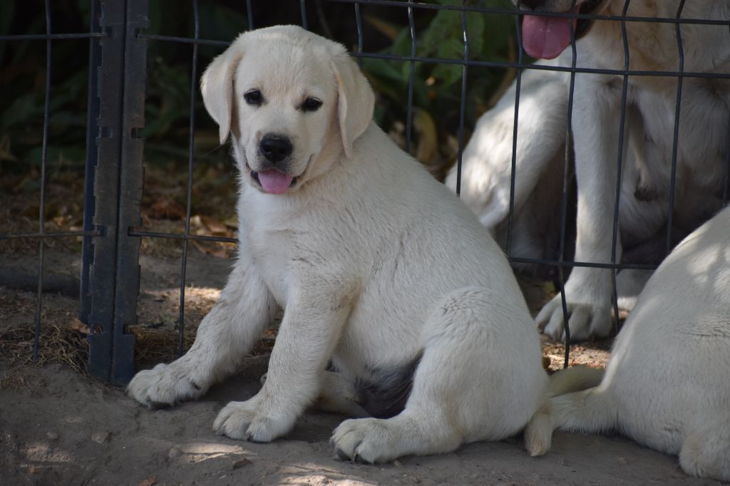 Du Moulin Sault - Chiots disponibles - Labrador Retriever