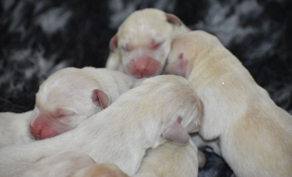 Du Moulin Sault - Chiots disponibles - Labrador Retriever