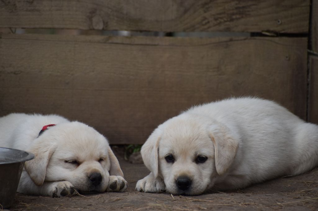 Du Moulin Sault - Chiots disponibles - Labrador Retriever