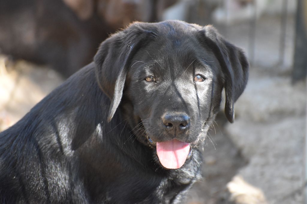 Du Moulin Sault - Chiots disponibles - Labrador Retriever