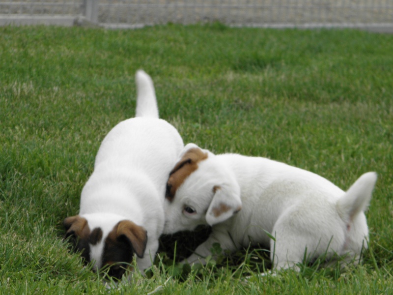 Du Moulin Sault - Jack Russell Terrier - Portée née le 28/04/2013