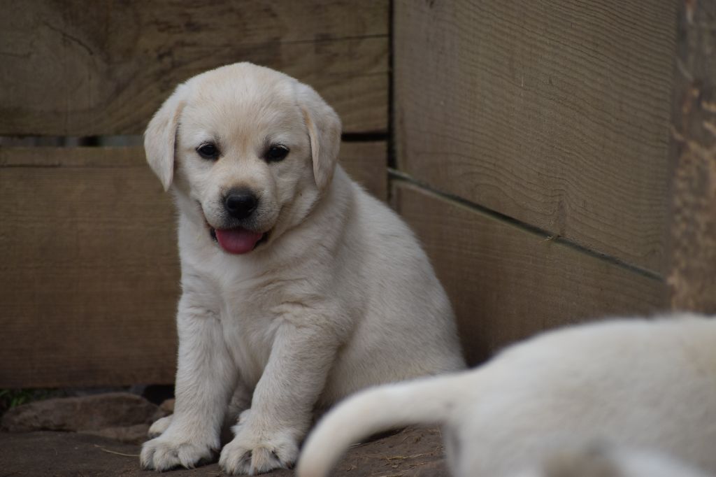 Du Moulin Sault - Chiots disponibles - Labrador Retriever