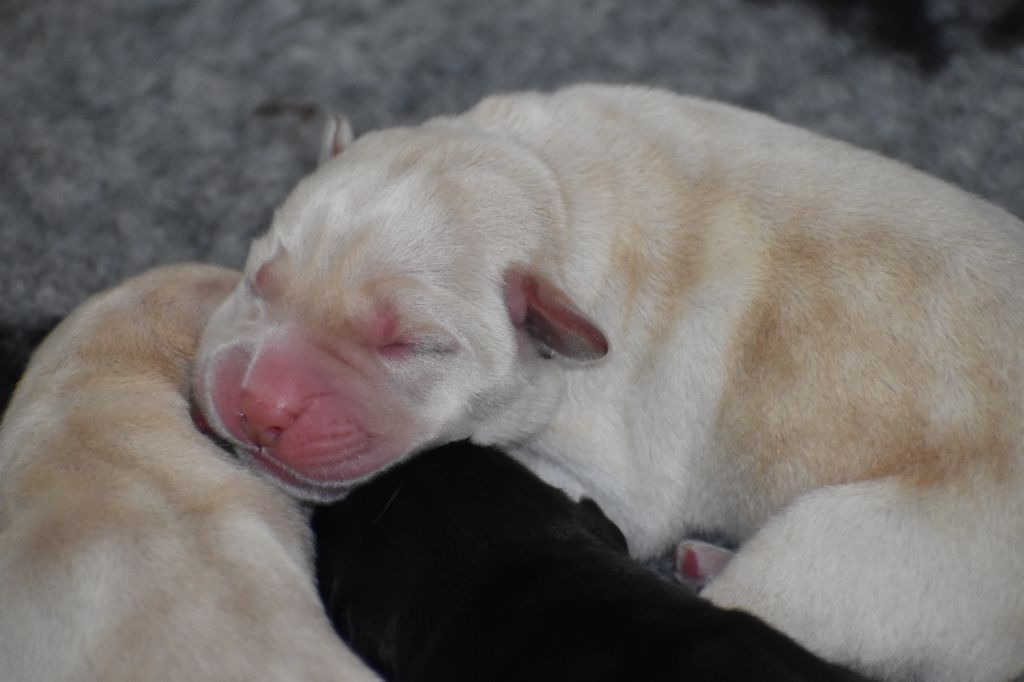 Du Moulin Sault - Chiots disponibles - Labrador Retriever