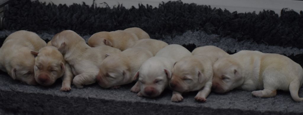 Du Moulin Sault - Chiots disponibles - Labrador Retriever