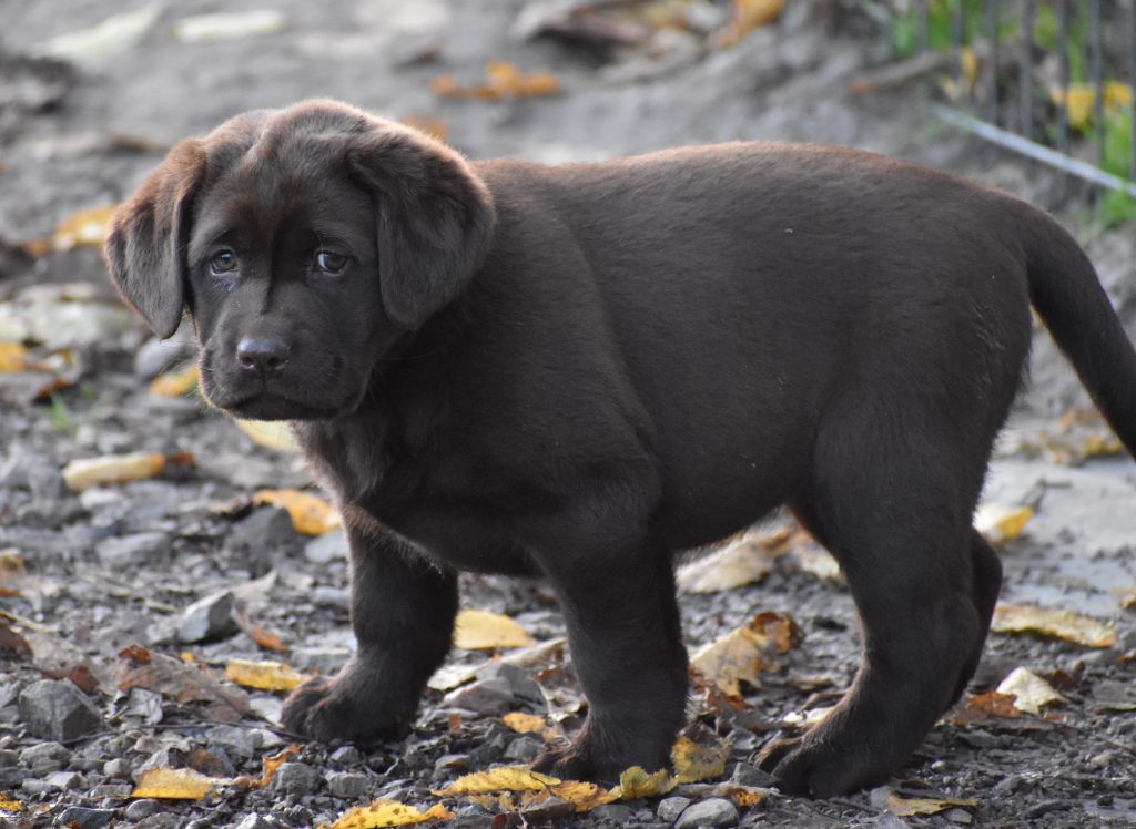 Du Moulin Sault - Chiots disponibles - Labrador Retriever