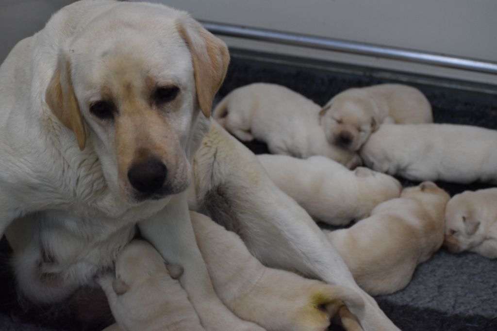 Du Moulin Sault - Chiots disponibles - Labrador Retriever