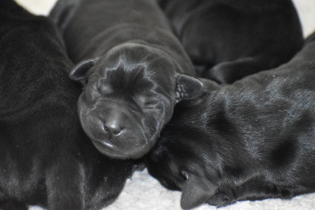 Du Moulin Sault - Chiots disponibles - Labrador Retriever