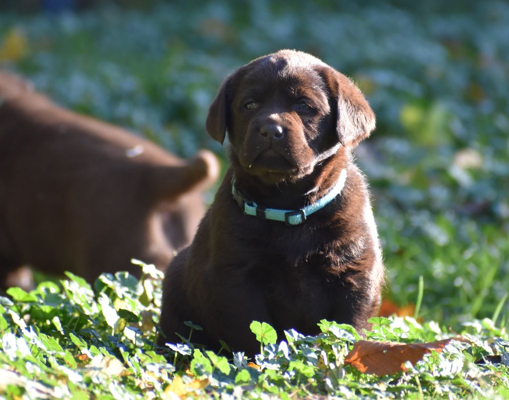 Du Moulin Sault - Chiots disponibles - Labrador Retriever