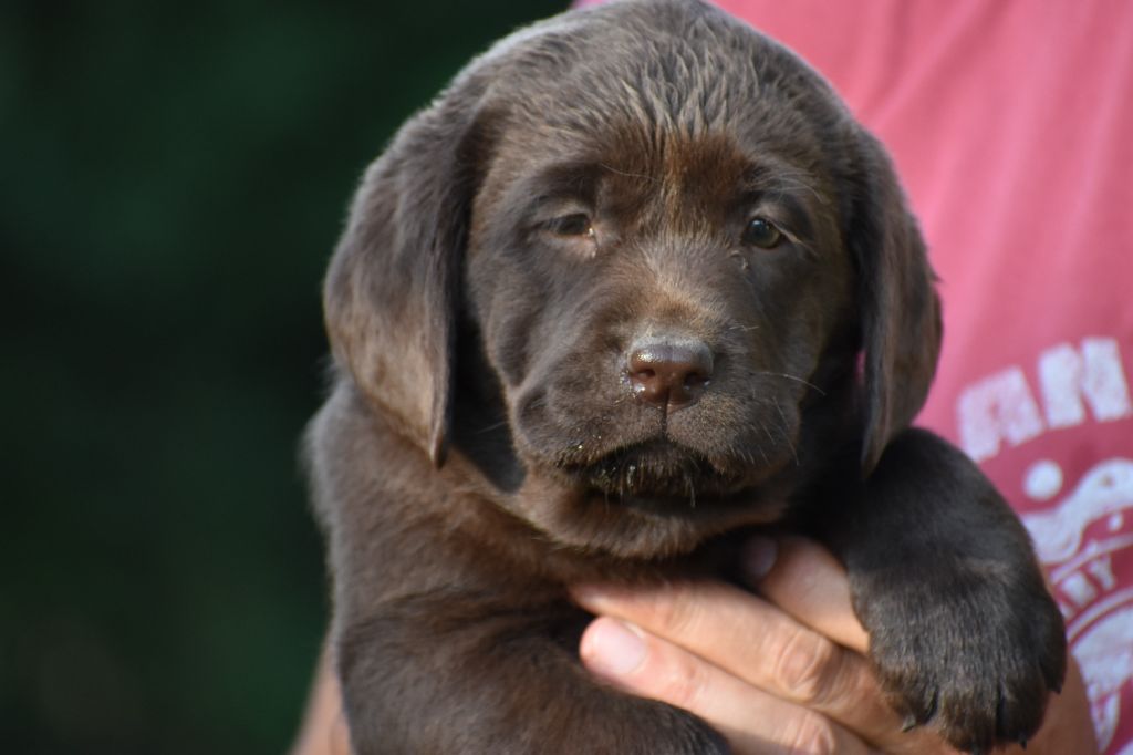 Du Moulin Sault - Chiots disponibles - Labrador Retriever