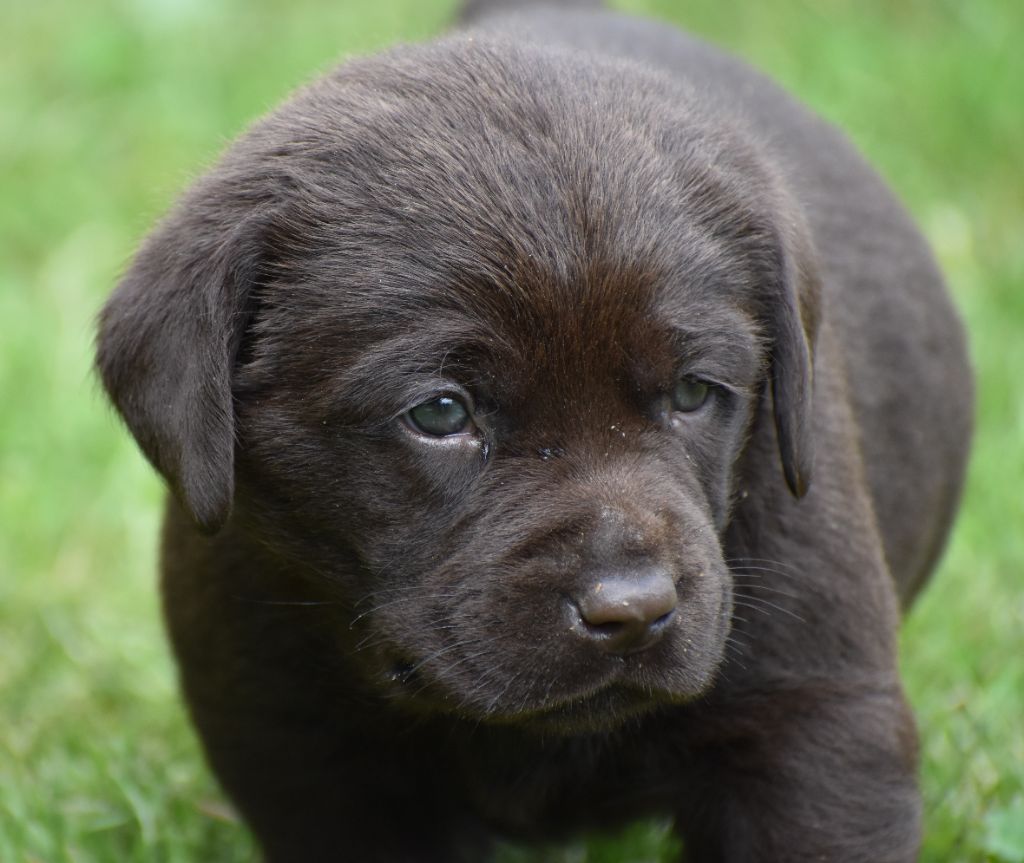 Du Moulin Sault - Chiots disponibles - Labrador Retriever