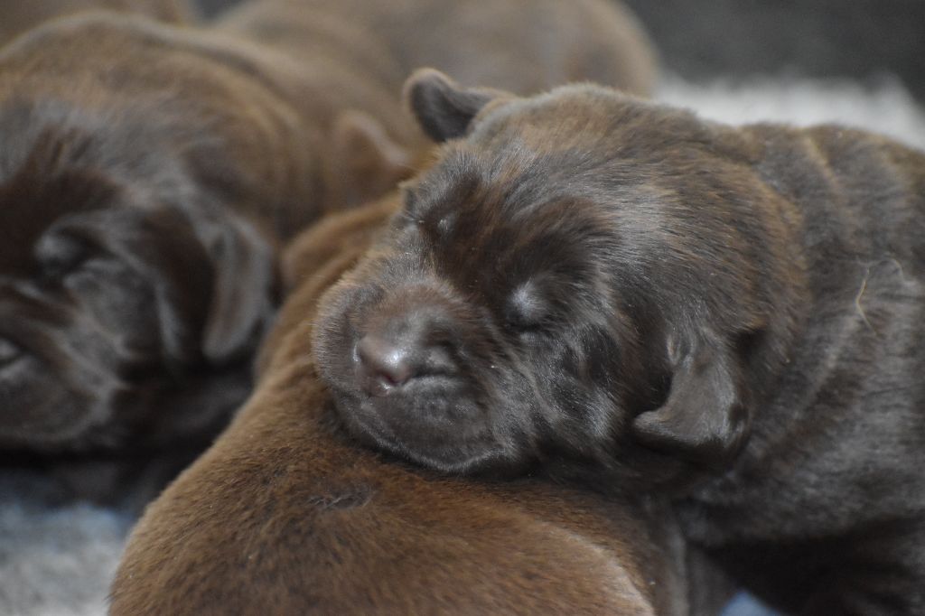 Du Moulin Sault - Chiots disponibles - Labrador Retriever
