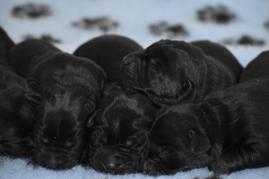 Du Moulin Sault - Chiots disponibles - Labrador Retriever