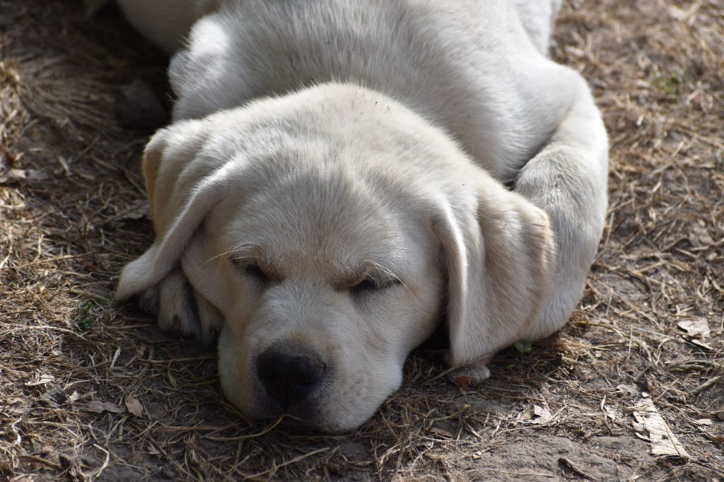 Du Moulin Sault - Chiots disponibles - Labrador Retriever