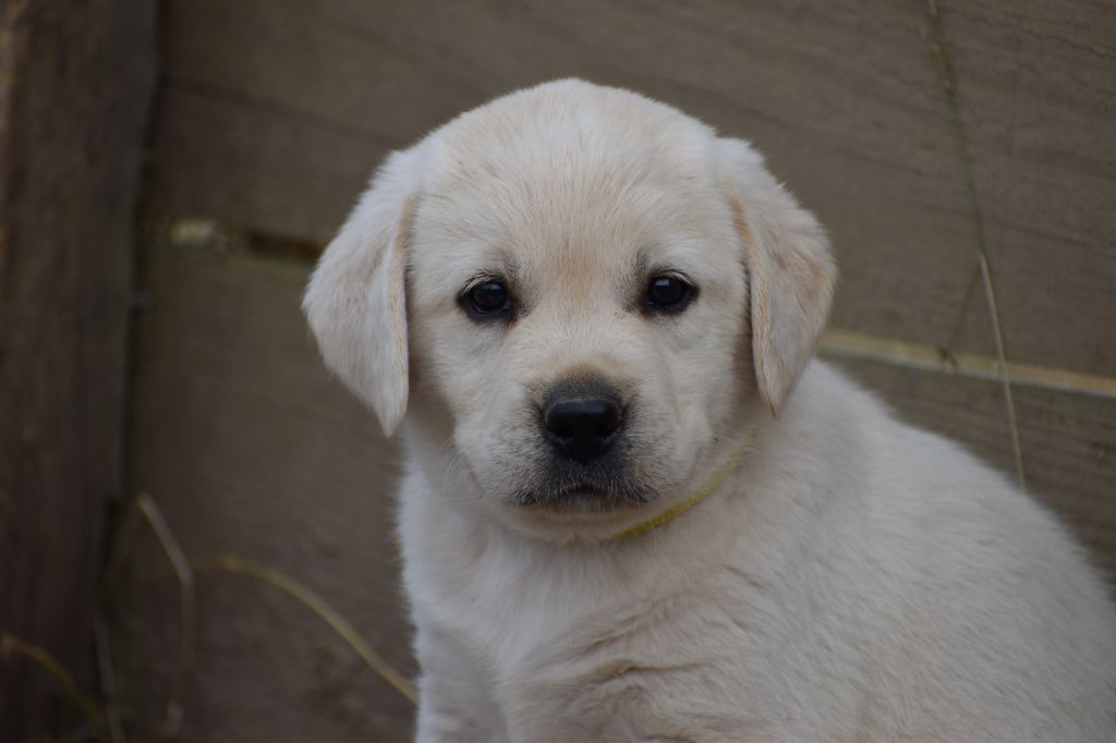 Du Moulin Sault - Chiots disponibles - Labrador Retriever
