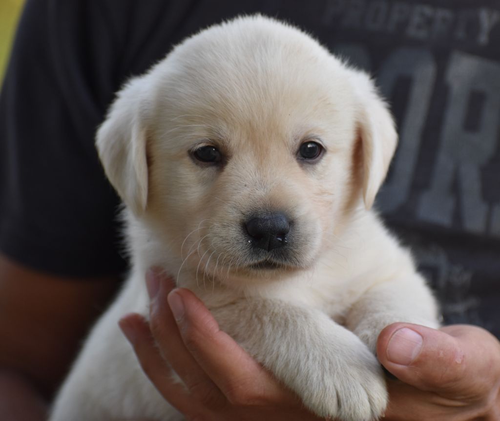 Du Moulin Sault - Chiots disponibles - Labrador Retriever