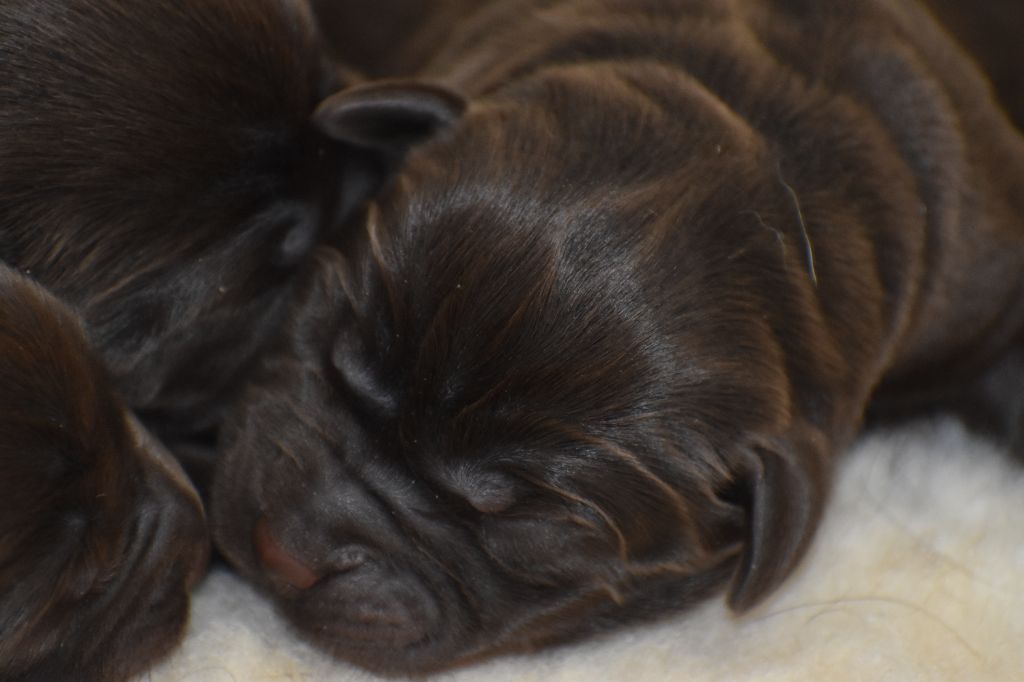 Du Moulin Sault - Chiots disponibles - Labrador Retriever