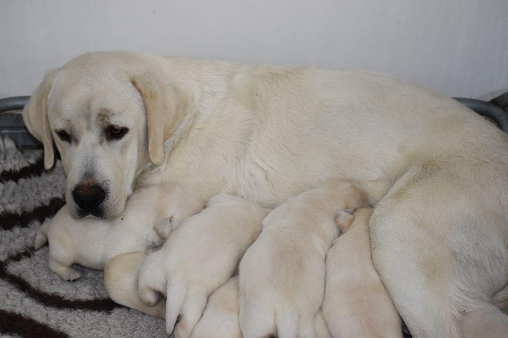 Du Moulin Sault - Chiots disponibles - Labrador Retriever