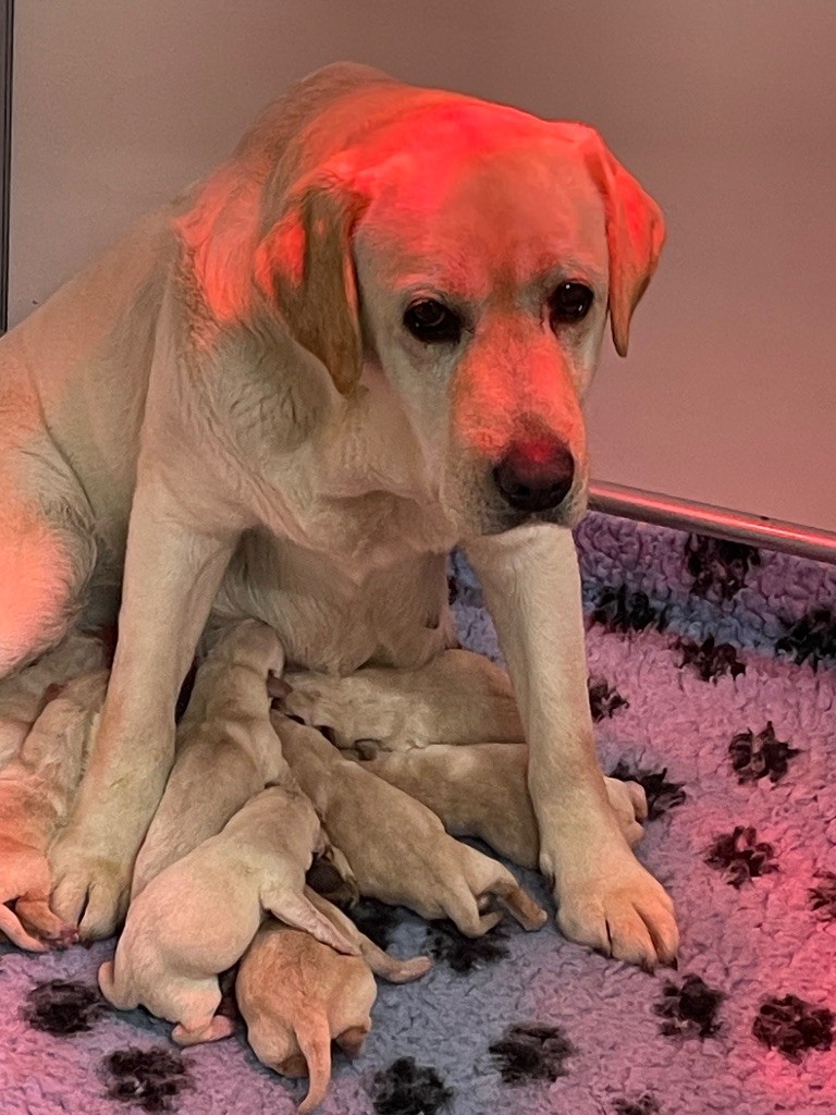 Du Moulin Sault - Chiots disponibles - Labrador Retriever