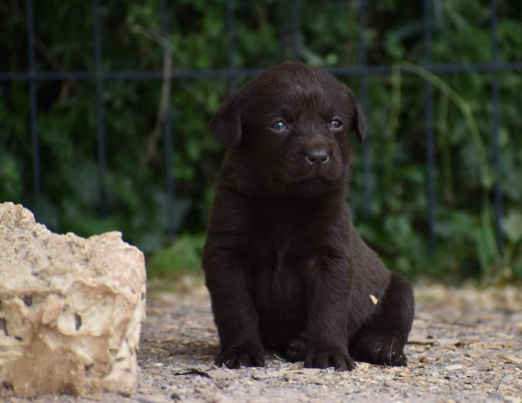 Du Moulin Sault - Chiots disponibles - Labrador Retriever