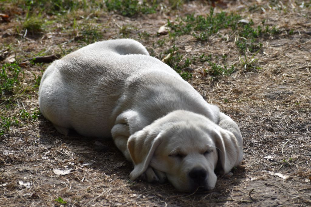 Du Moulin Sault - Chiots disponibles - Labrador Retriever