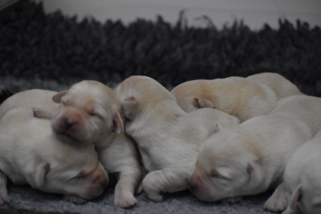 Du Moulin Sault - Chiots disponibles - Labrador Retriever