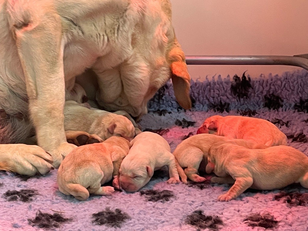 Chiot Labrador Retriever Du Moulin Sault