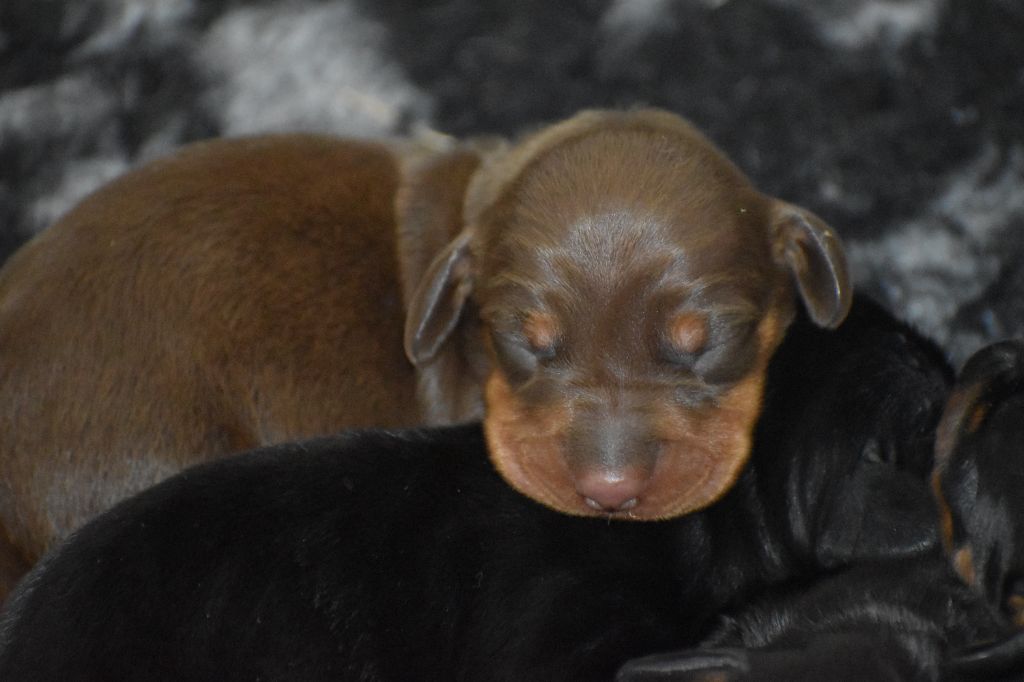 Du Moulin Sault - Chiots disponibles - Teckel poil ras
