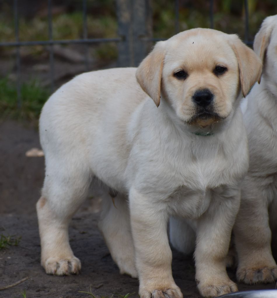 Du Moulin Sault - Chiots disponibles - Labrador Retriever