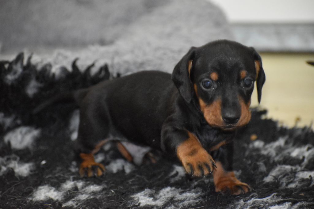 Du Moulin Sault - Chiots disponibles - Teckel poil ras