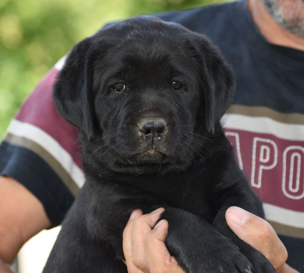 Du Moulin Sault - Chiots disponibles - Labrador Retriever