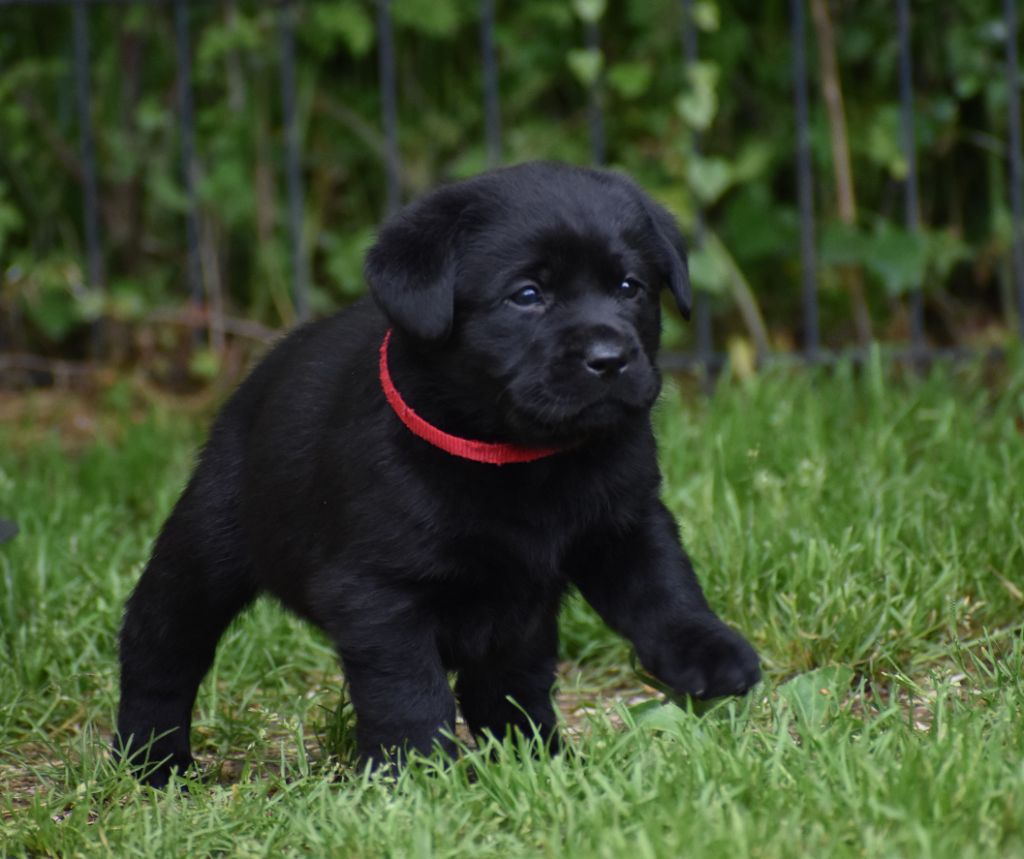 Du Moulin Sault - Chiots disponibles - Labrador Retriever
