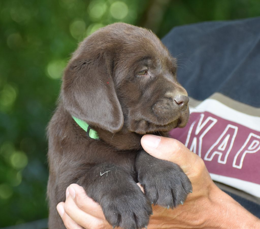 Du Moulin Sault - Chiots disponibles - Labrador Retriever