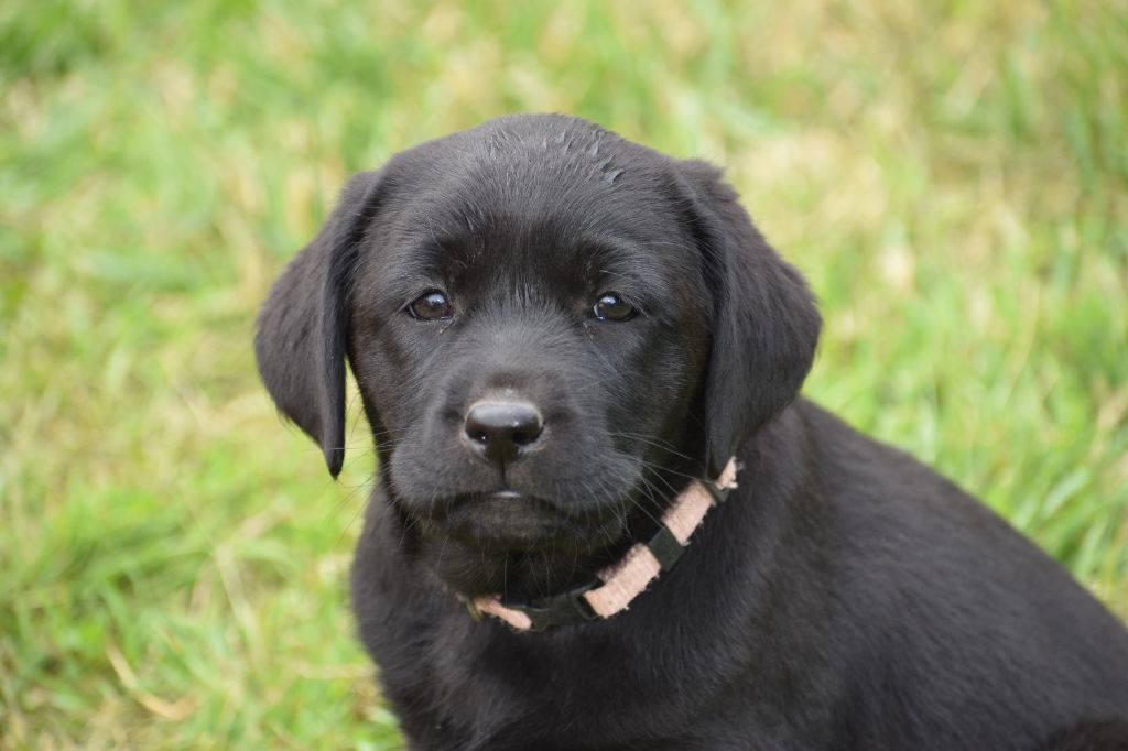 Du Moulin Sault - Chiots disponibles - Labrador Retriever