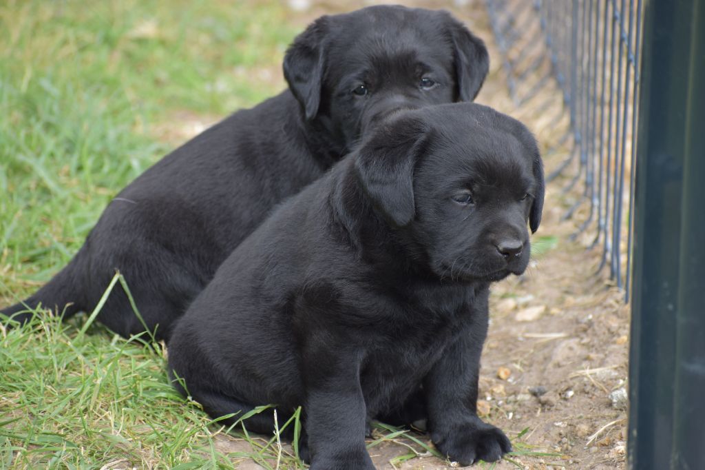 Du Moulin Sault - Labrador Retriever - Portée née le 21/04/2025