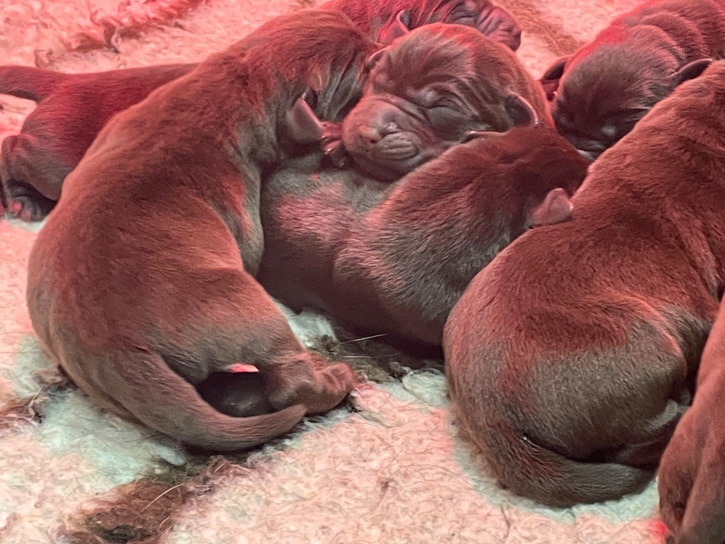 Du Moulin Sault - Chiots disponibles - Labrador Retriever