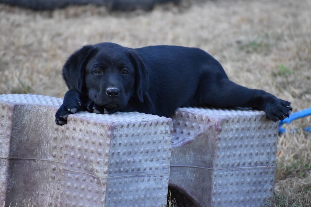 Du Moulin Sault - Chiots disponibles - Labrador Retriever