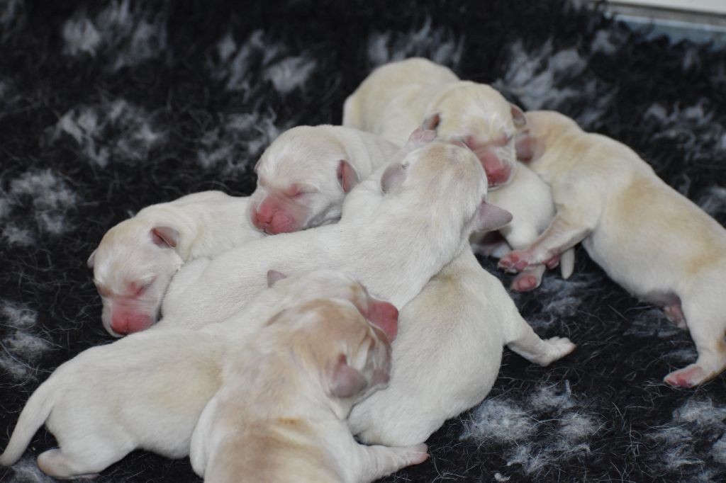 Du Moulin Sault - Chiots disponibles - Labrador Retriever