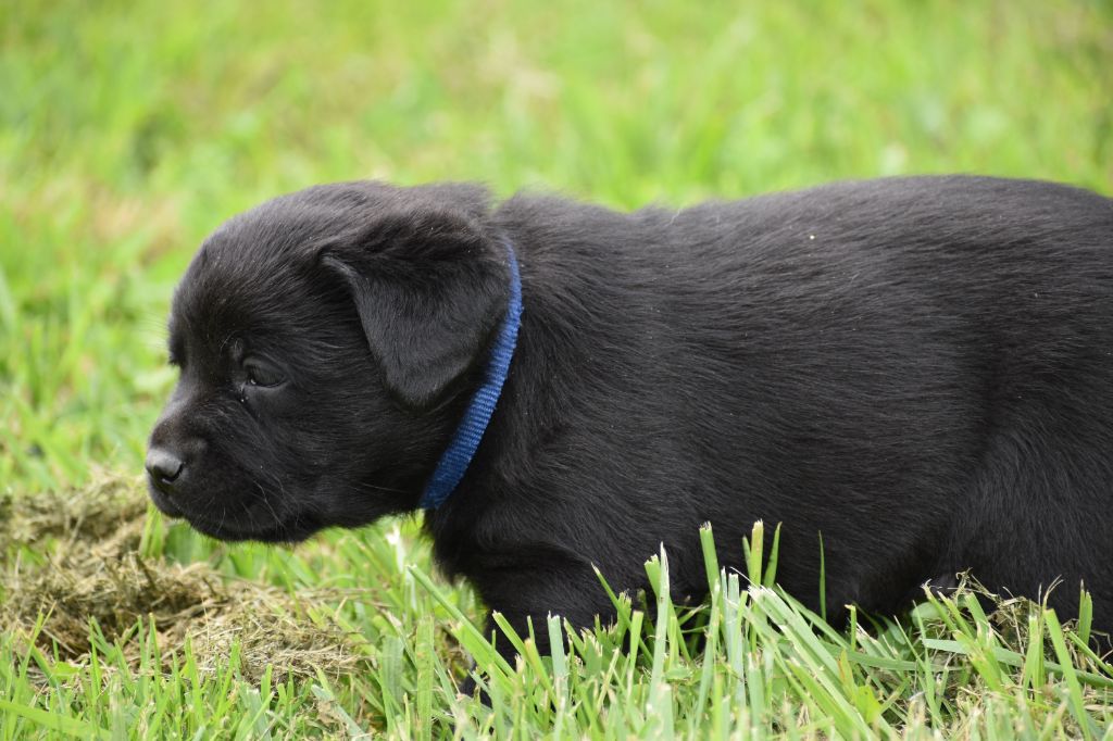 Du Moulin Sault - Chiots disponibles - Labrador Retriever
