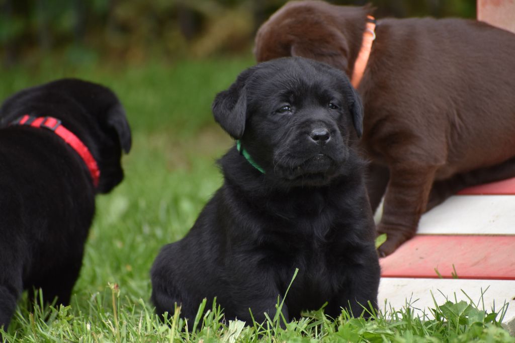 Du Moulin Sault - Chiots disponibles - Labrador Retriever