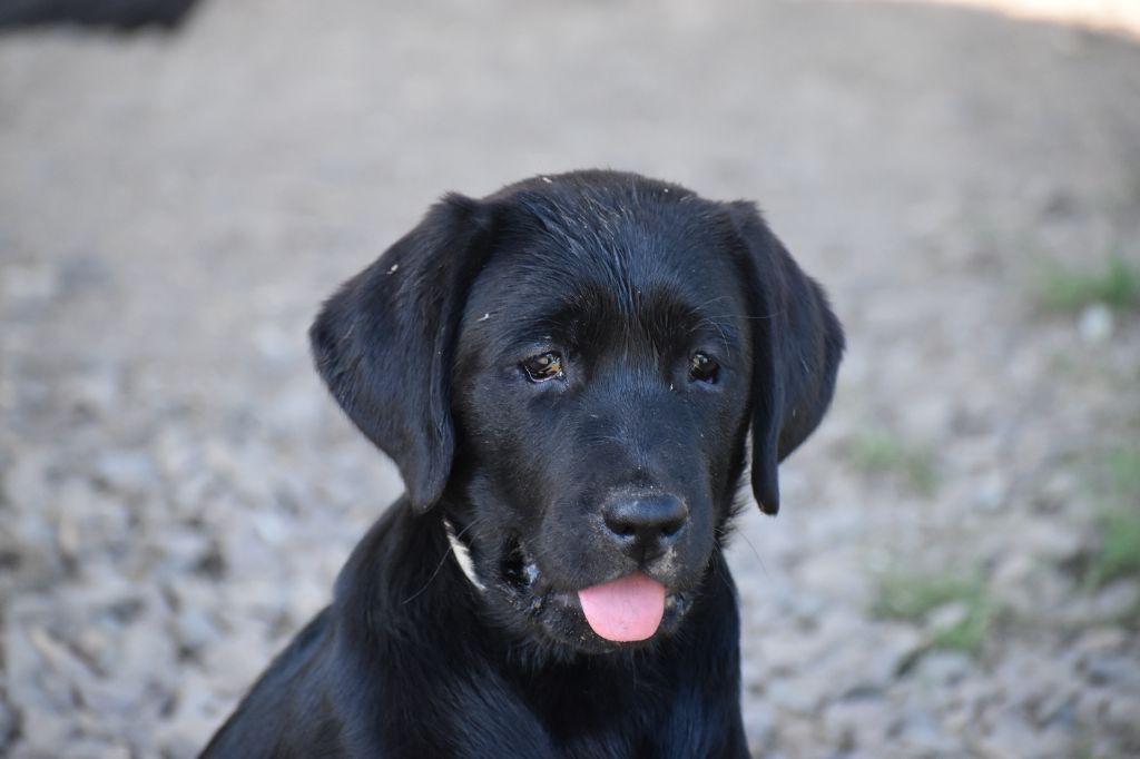 Du Moulin Sault - Chiots disponibles - Labrador Retriever