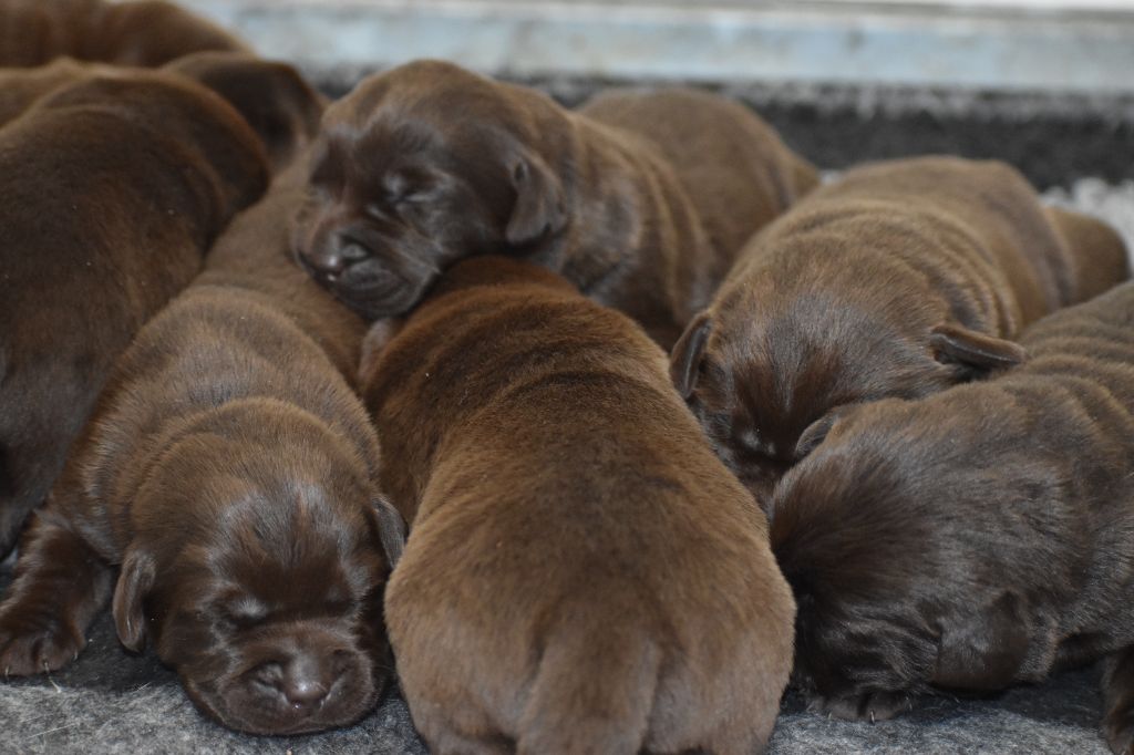 Du Moulin Sault - Chiots disponibles - Labrador Retriever