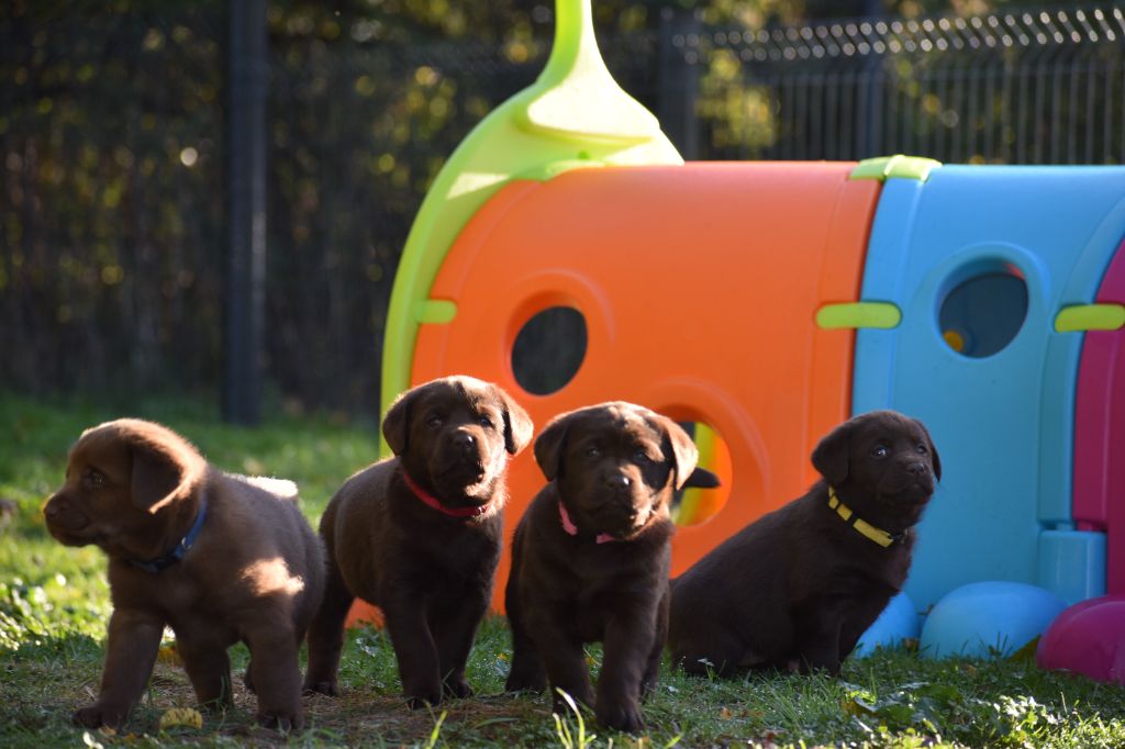 Du Moulin Sault - Labrador Retriever - Portée née le 15/09/2025
