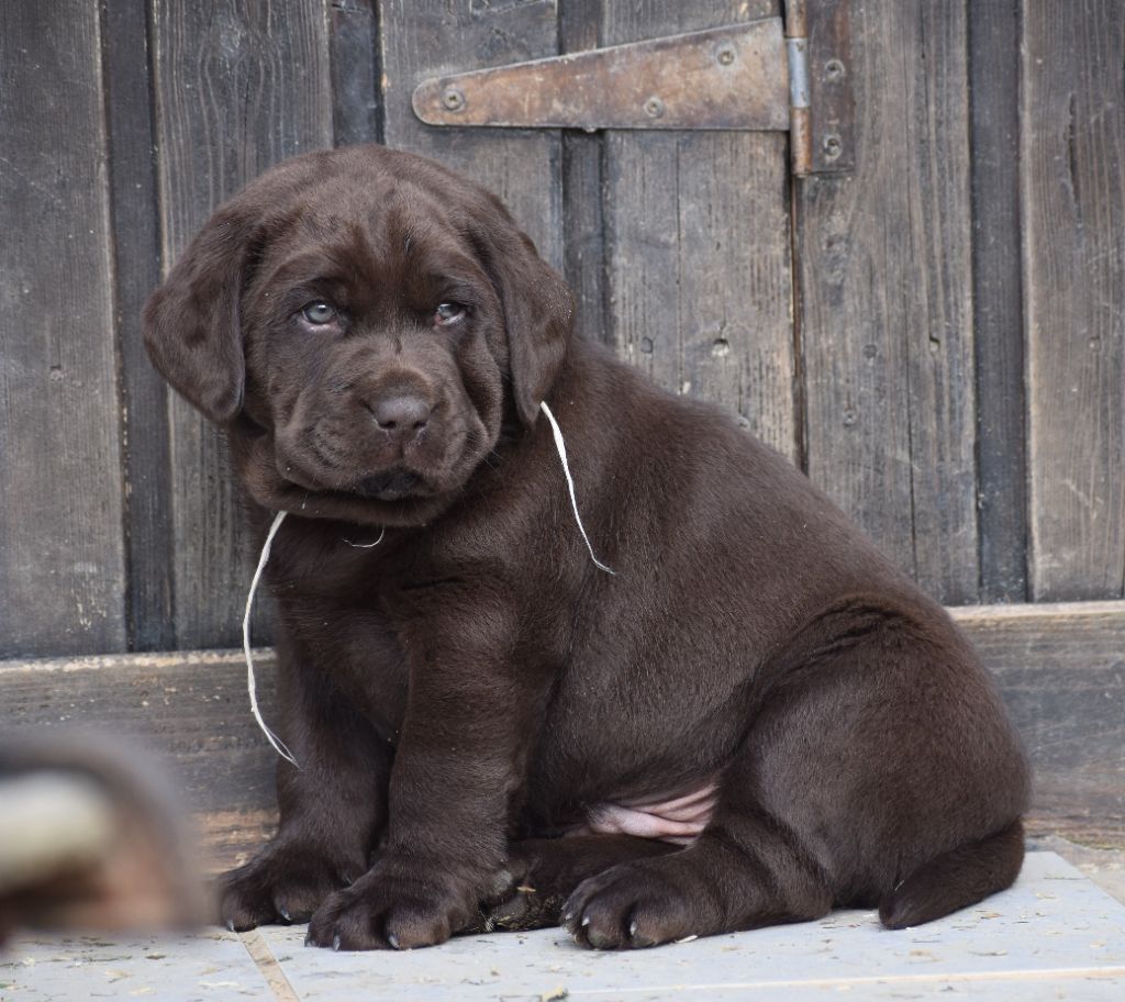 Chiot Labrador Retriever Du Moulin Sault