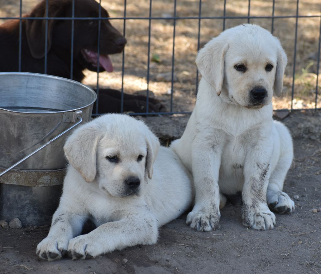 Du Moulin Sault - Chiots disponibles - Labrador Retriever